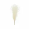 Pampas gress lys krem, 10x45